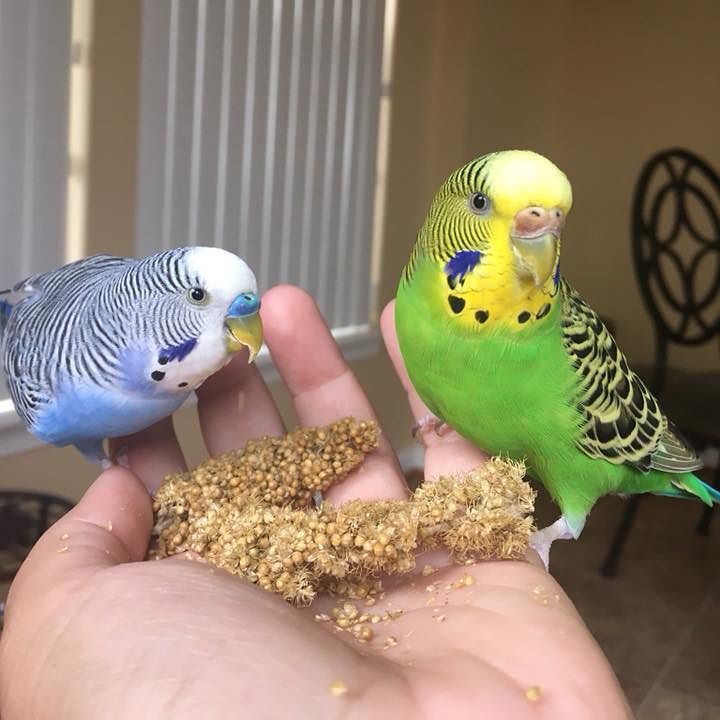 באיזה חטיפים להשתמש