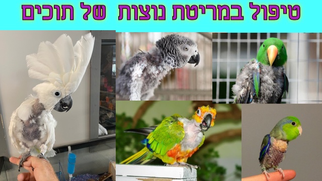 איזה תוכים נוטים למרוט נוצות