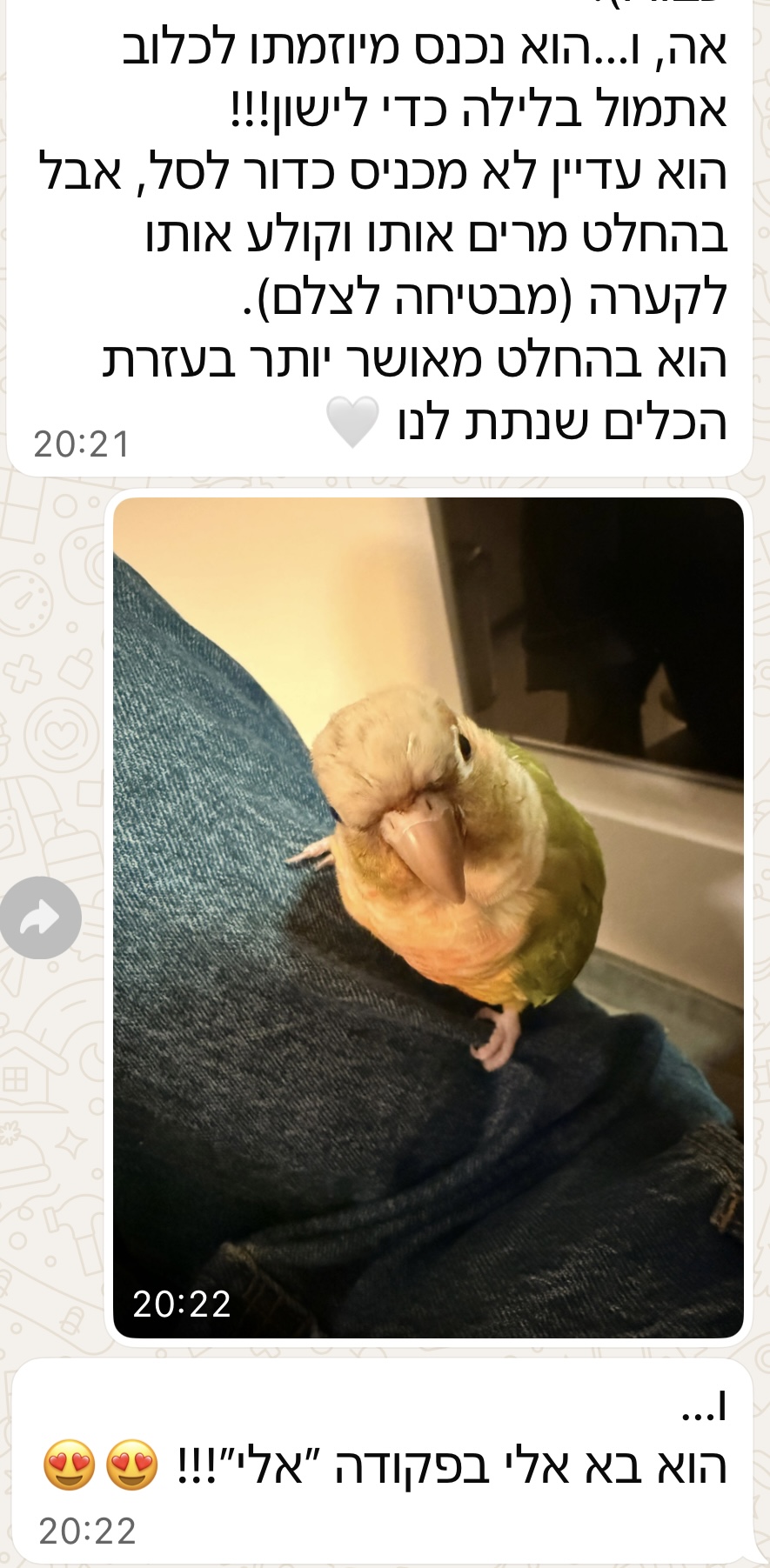 המלצה 2