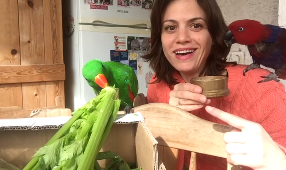 פרק 2: להעביר את התוכי לתזונה בריאה