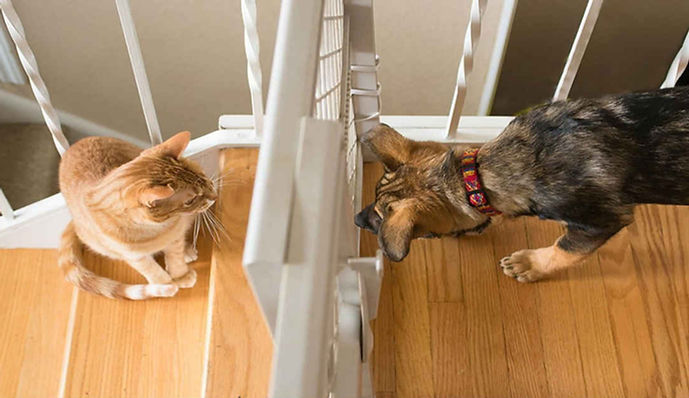 חיבור כלב וחתול הפגשה.jpg