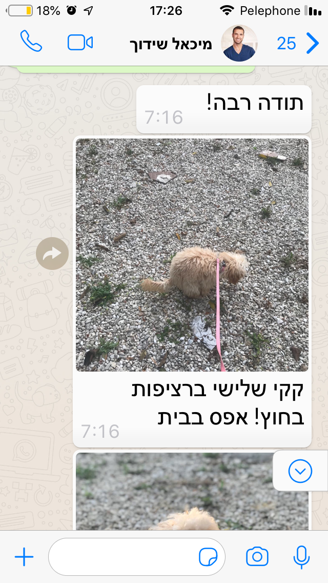 המלצה 12