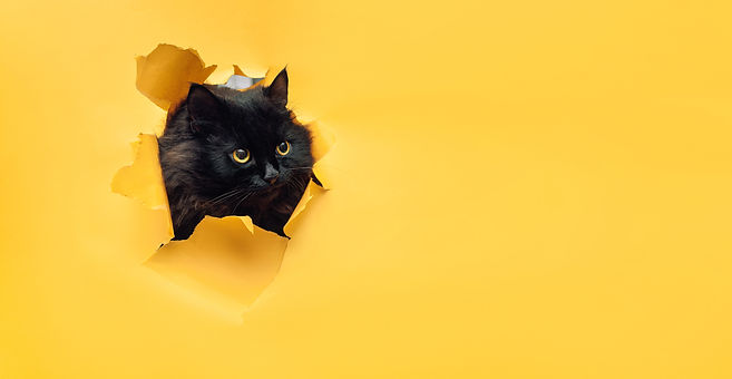 AdobeStock_276141178.jpeg