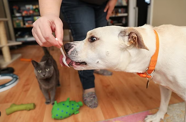 צילו ם מסך 2024-10-05 083259.png