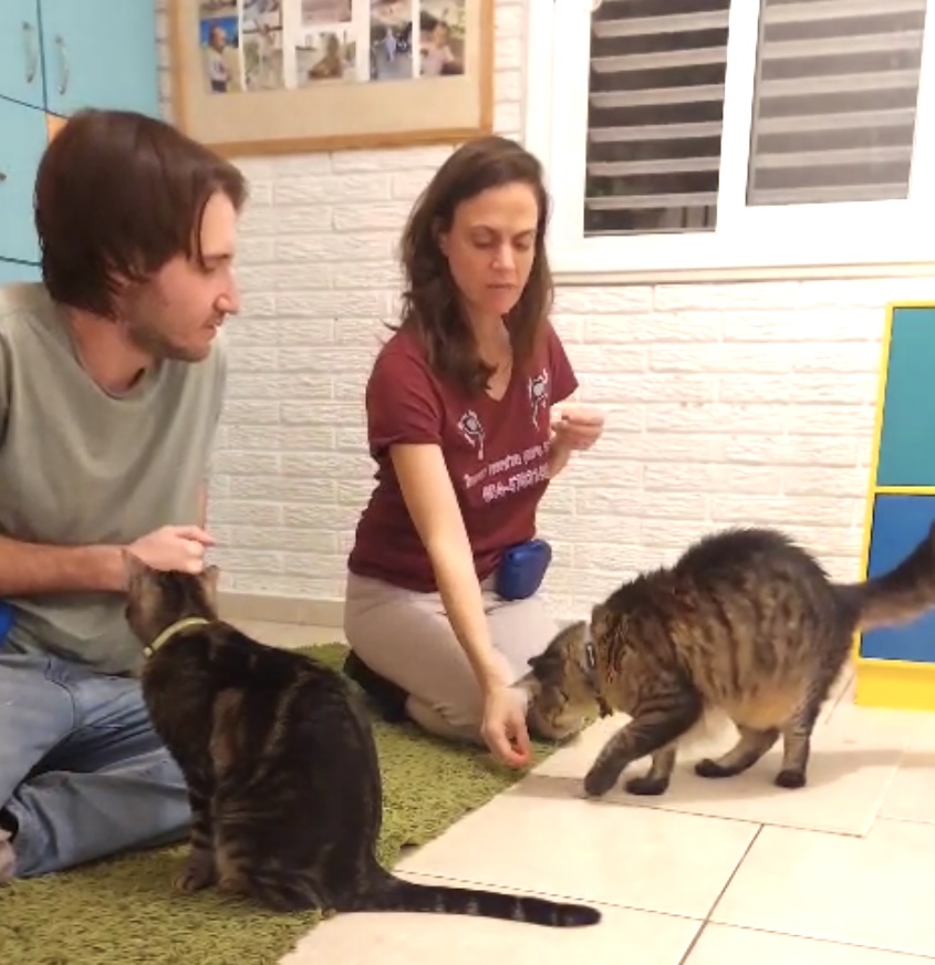 מפגש אילוף בביתכם! + מדריך וידאו לכל החיים!