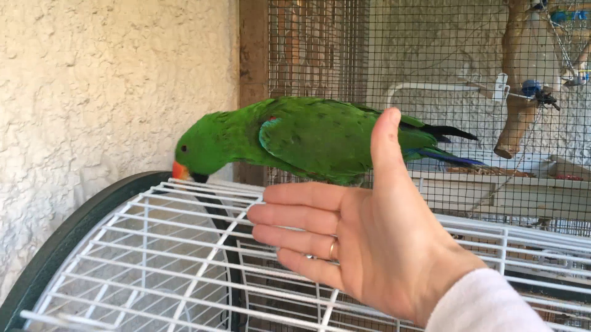 הנחיות בסיס: "אלי", "לכלוב"