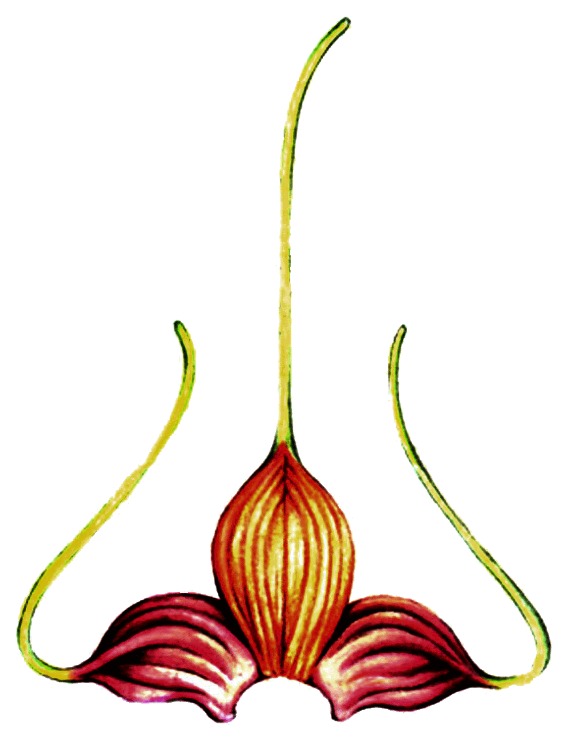 Carlota Benthan Jewels orchid logo in full color