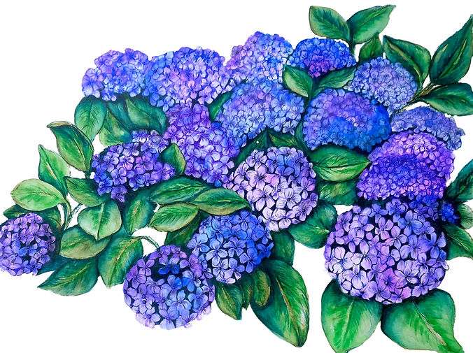 Hydrangeas in white