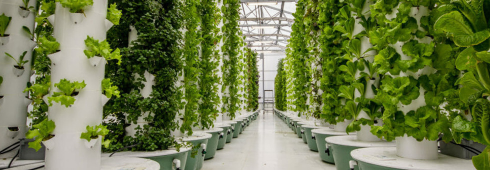 aeroponics-1200x800.jpg