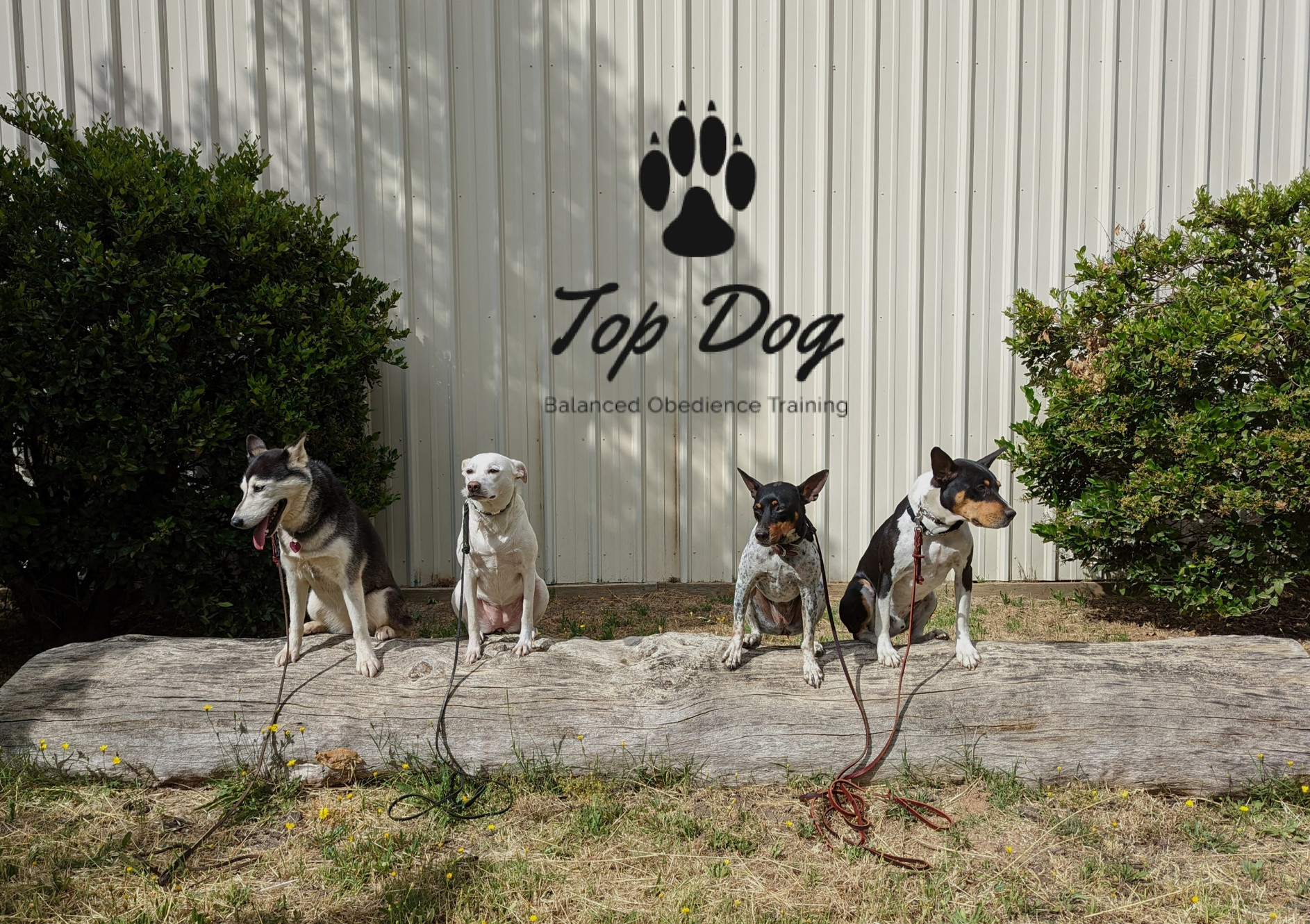 Top Dog Obedience Grass Valley