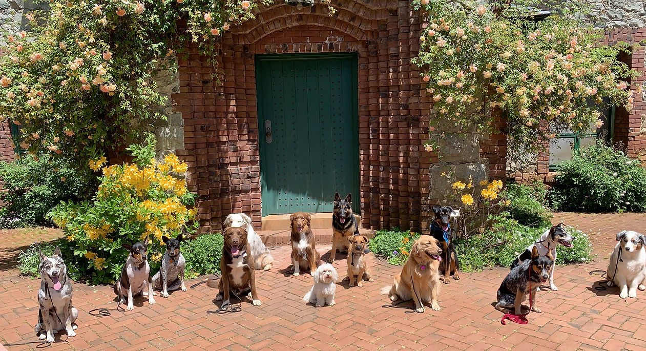 Well behaved dogs at Empire Mine State Park