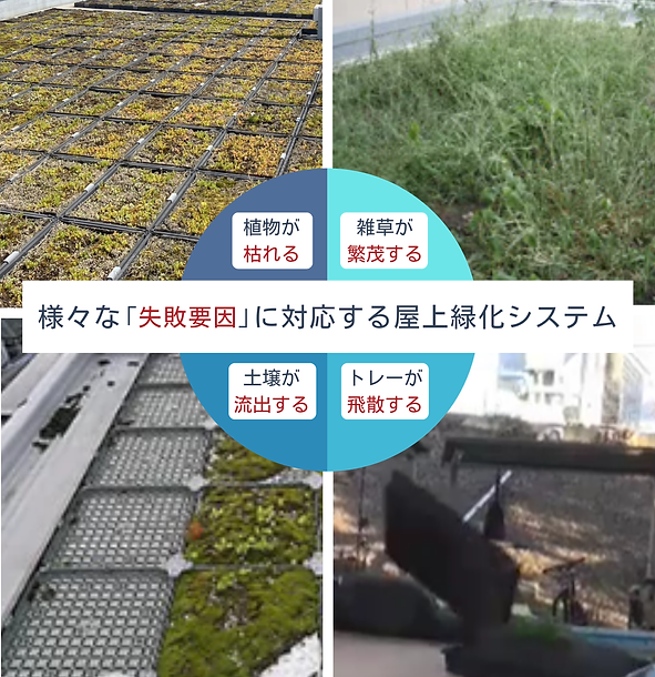 ホームページデザイン用(キリンソウ) (1).png