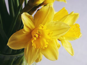 Eindelijk lentegevoel!