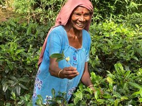 Het begin van een kopje Ceylon thee