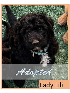 adopted lili.jpg