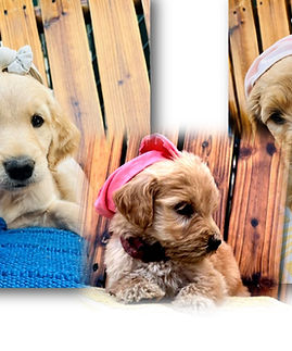 dogs.jpg