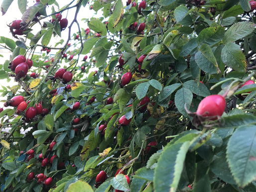 Making Rosehip Syrup: Nectar of Aphrodite