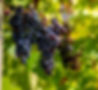 _D5A9306_edited.jpg