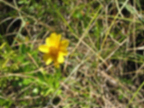 Bidens trichosperma (crowned beggarticks)