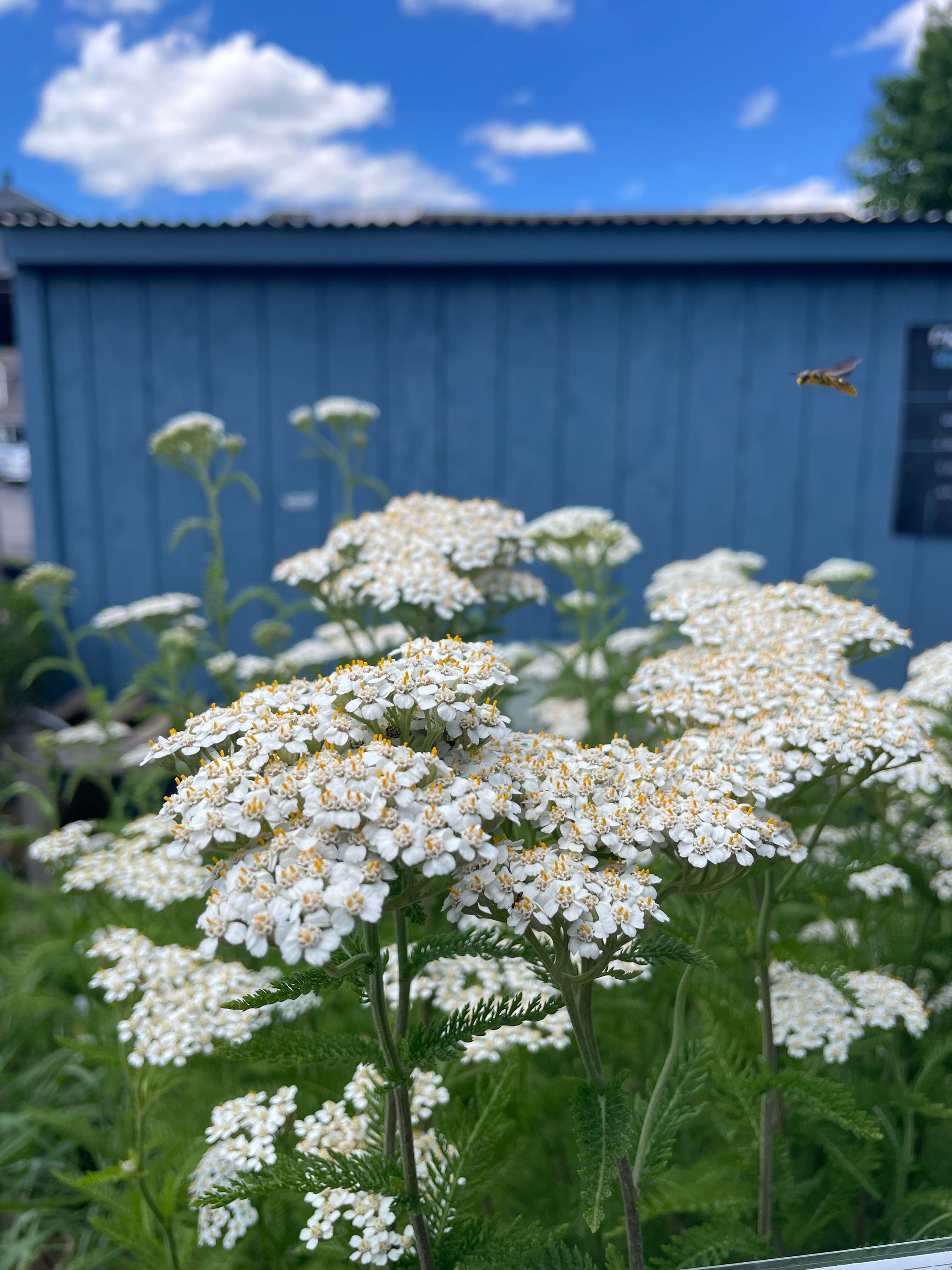 Achillea millefolium (yarrow)