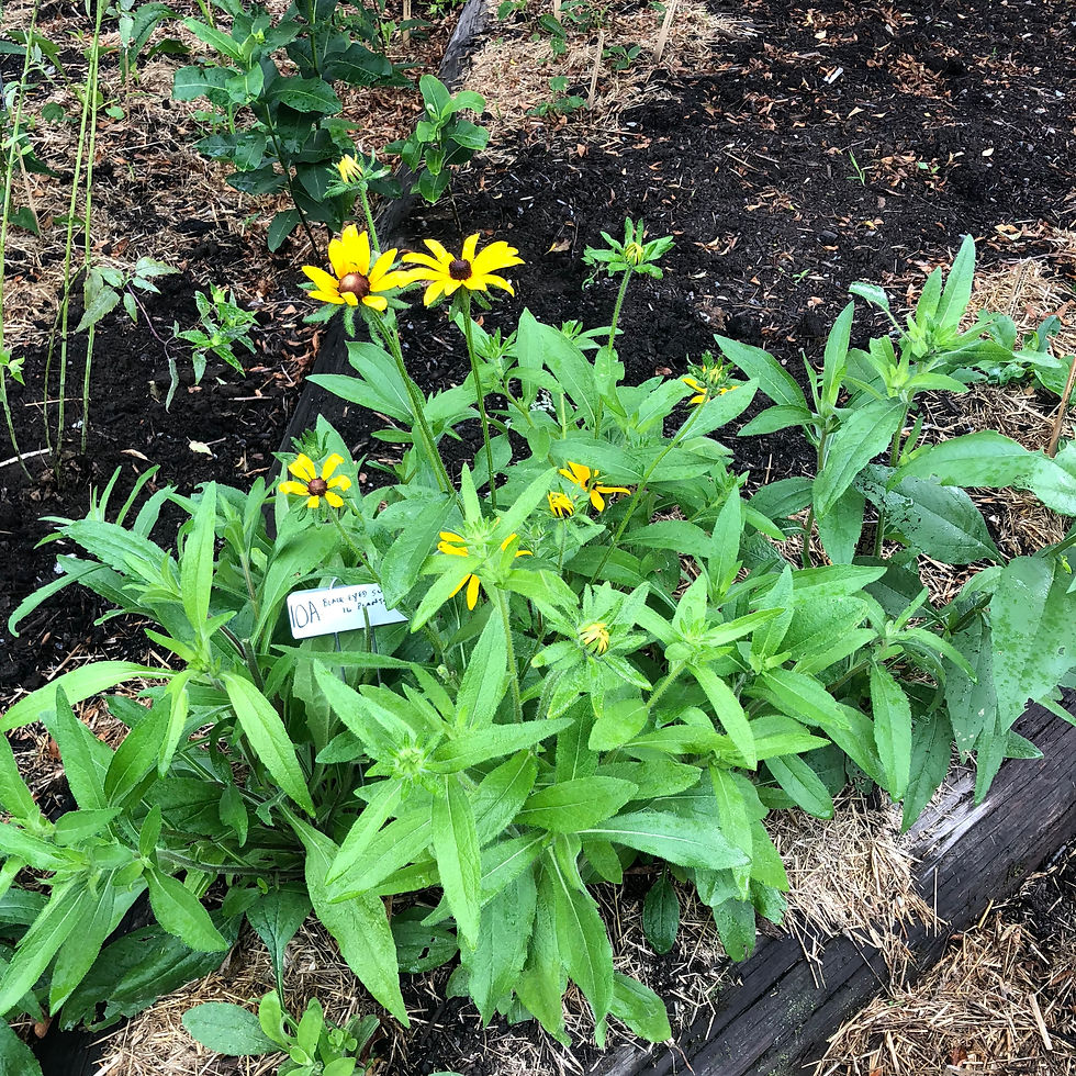 Thumbnail: Rudbeckia hirta (Black-eyed Susan)