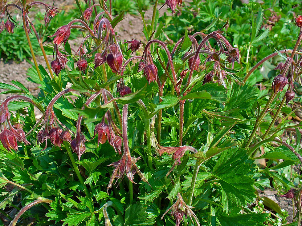 Thumbnail: Geum rivale (water avens)