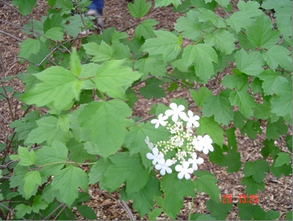 Thumbnail: Viburnum trilobum (American cranberrybush)
