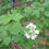 Thumbnail: Viburnum trilobum (American cranberrybush)