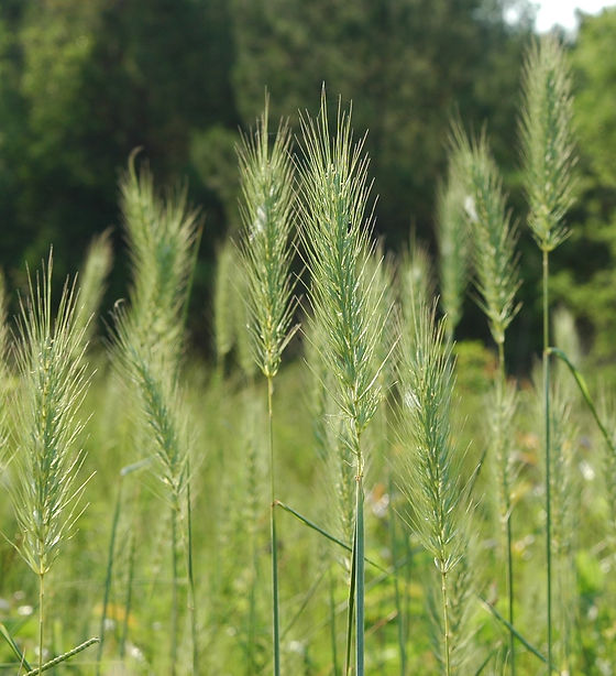 Virginia Rye Mowed Elimus Virginicus