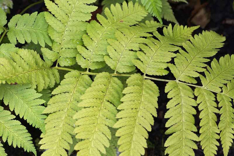 Thumbnail: Dryopteris goldieana (Goldie's wood fern)
