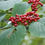 Thumbnail: Viburnum lantanoides (Hobblebush)