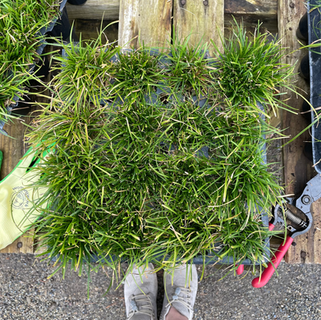 Mow Less, Live More: The Case for a Wilder Yard