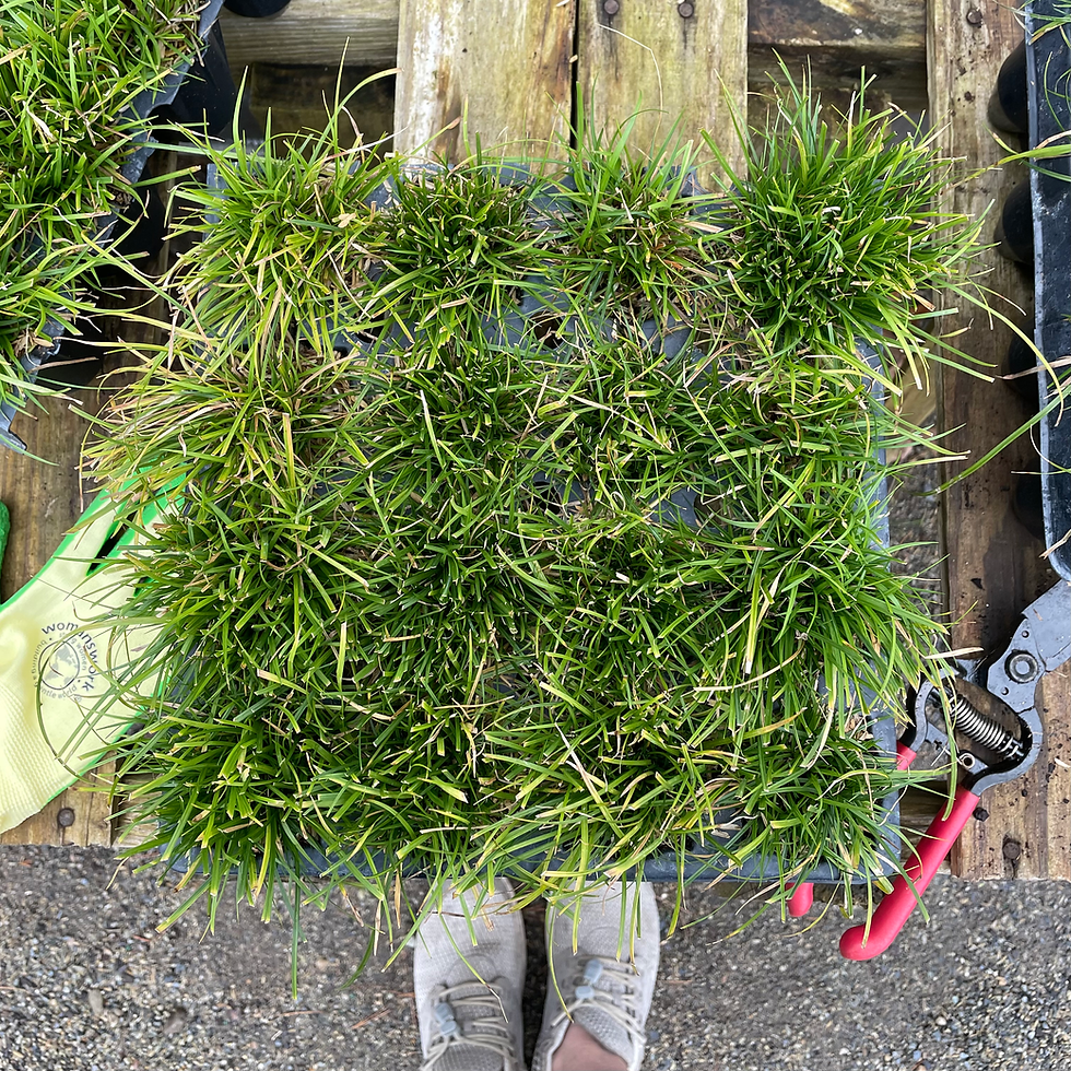 Mow Less, Live More: The Case for a Wilder Yard