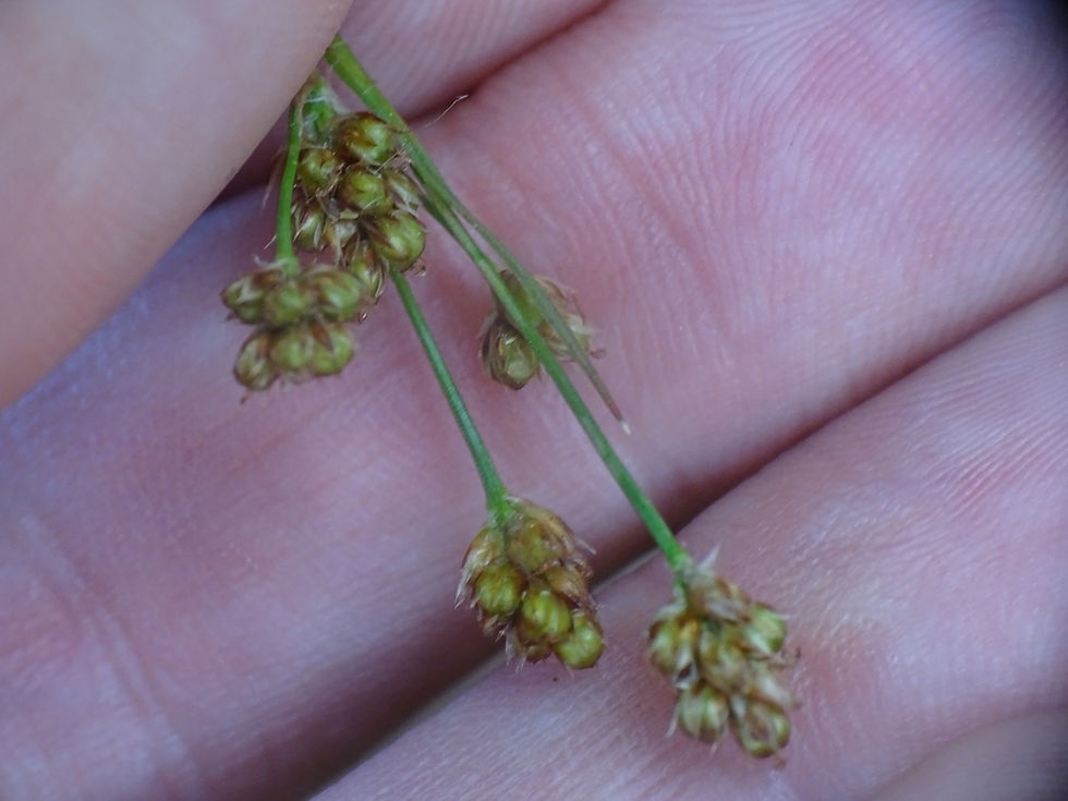 Luzula multiflora ssp. multiflora (common wood rush)