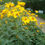 Thumbnail: Heliopsis helianthoides (Everlasting sunflower)