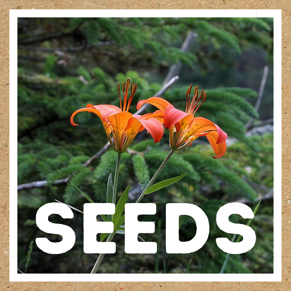 seeds: Lilium philadelphicum (wood lily)