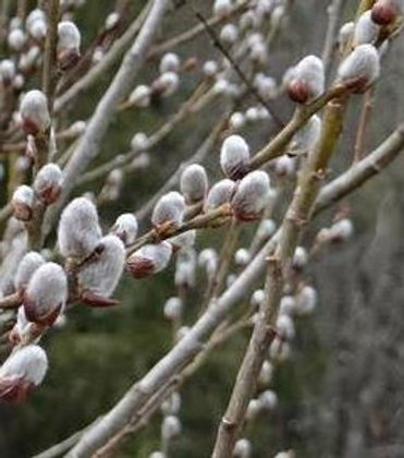 plant een olijfboom deutsch Olijfboom op stam - Olea europaea