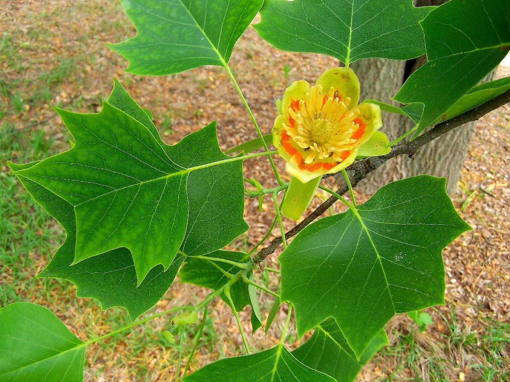 Liriodendron tulipifera (tulip tree)