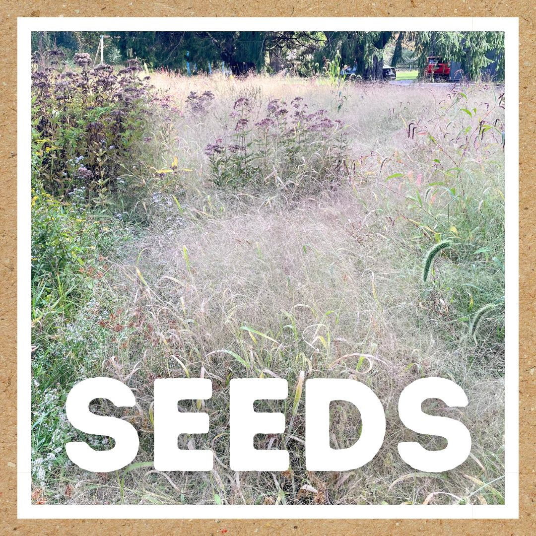 seeds: Panicum capillare (witchgrass)