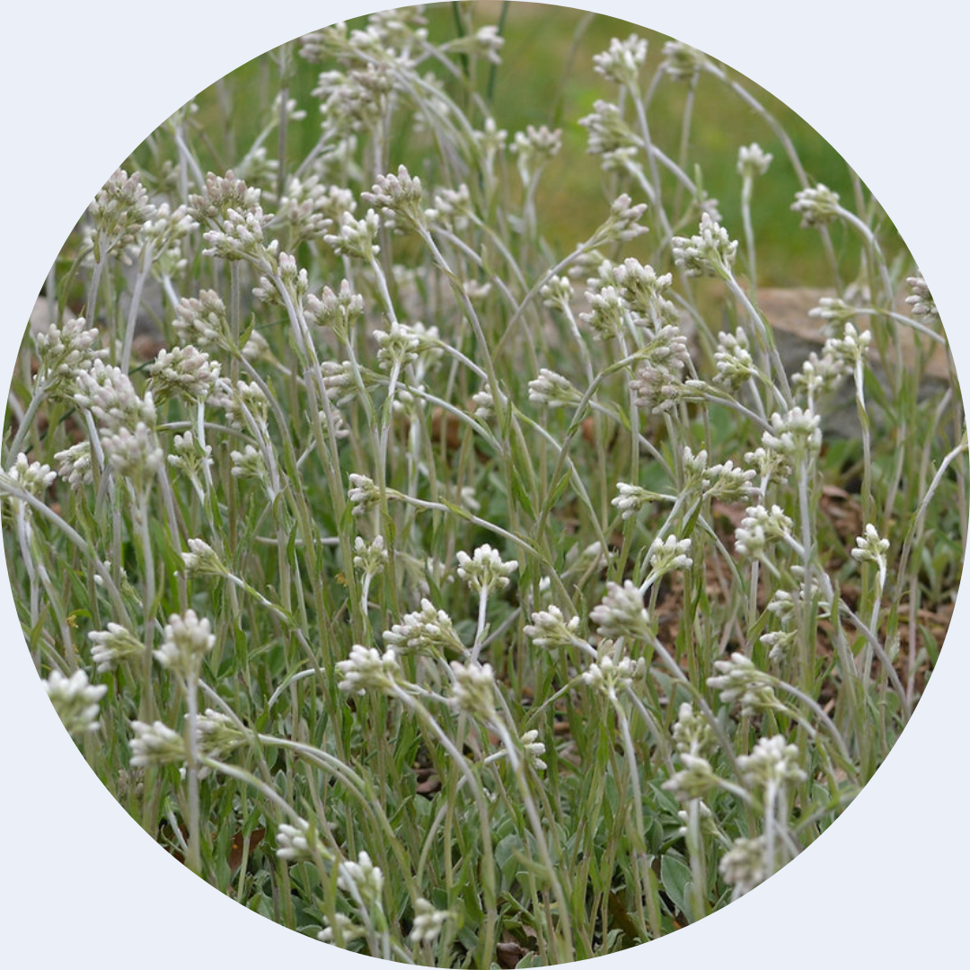 PLUGS: Antennaria plantaginifolia, plantain pussytoes