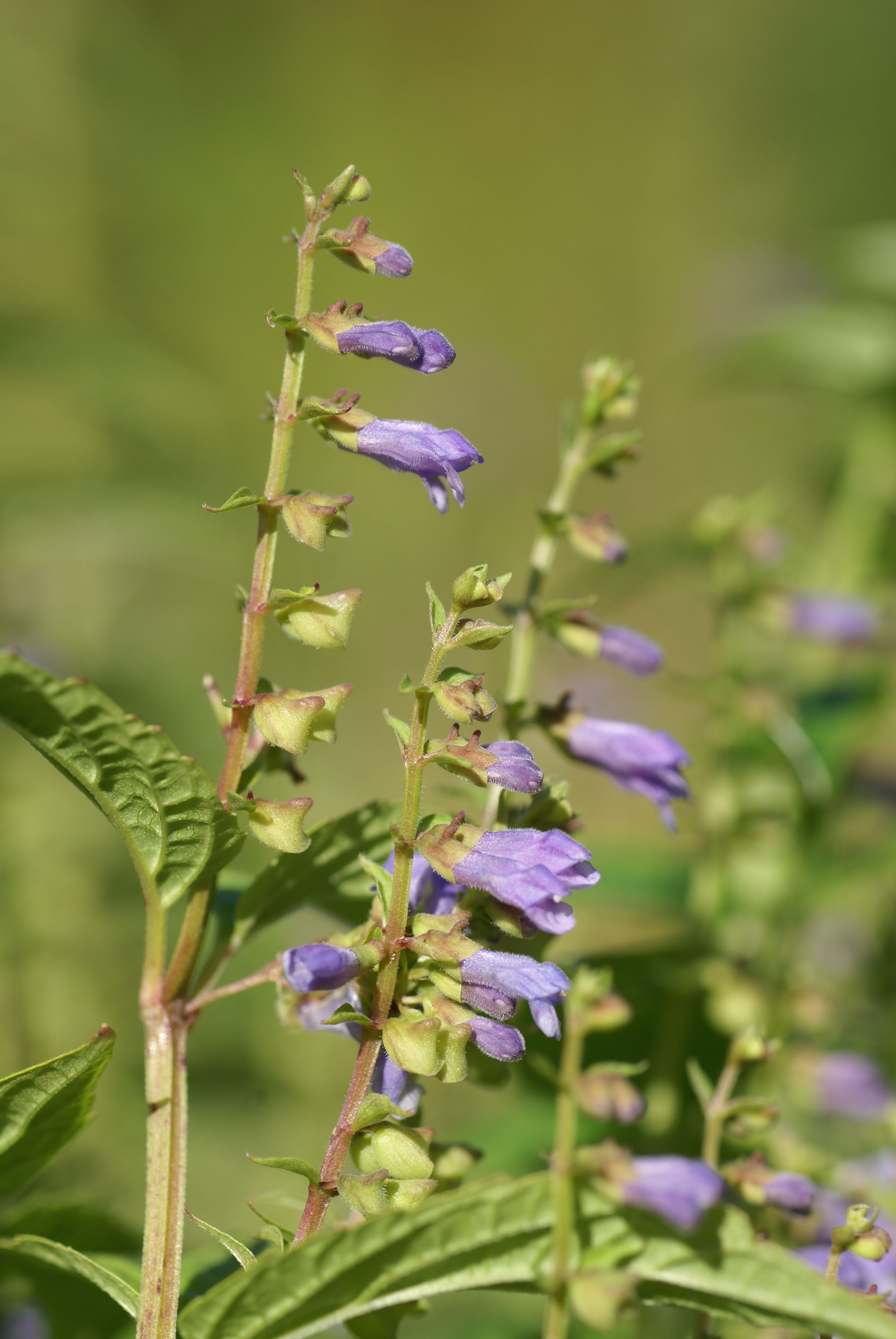 Scutellaria lateriflora (Mad-dog skullcap)