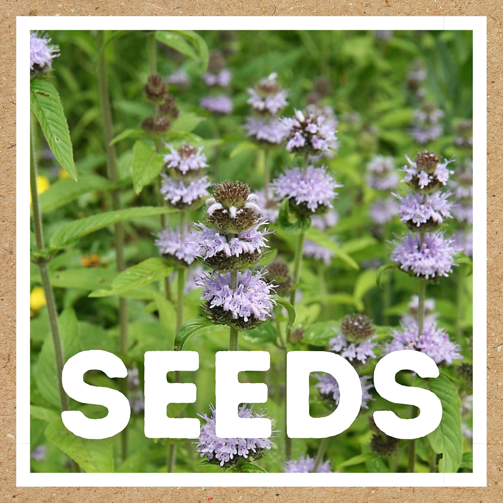 seeds: Blephilia ciliata (downy wood-mint)
