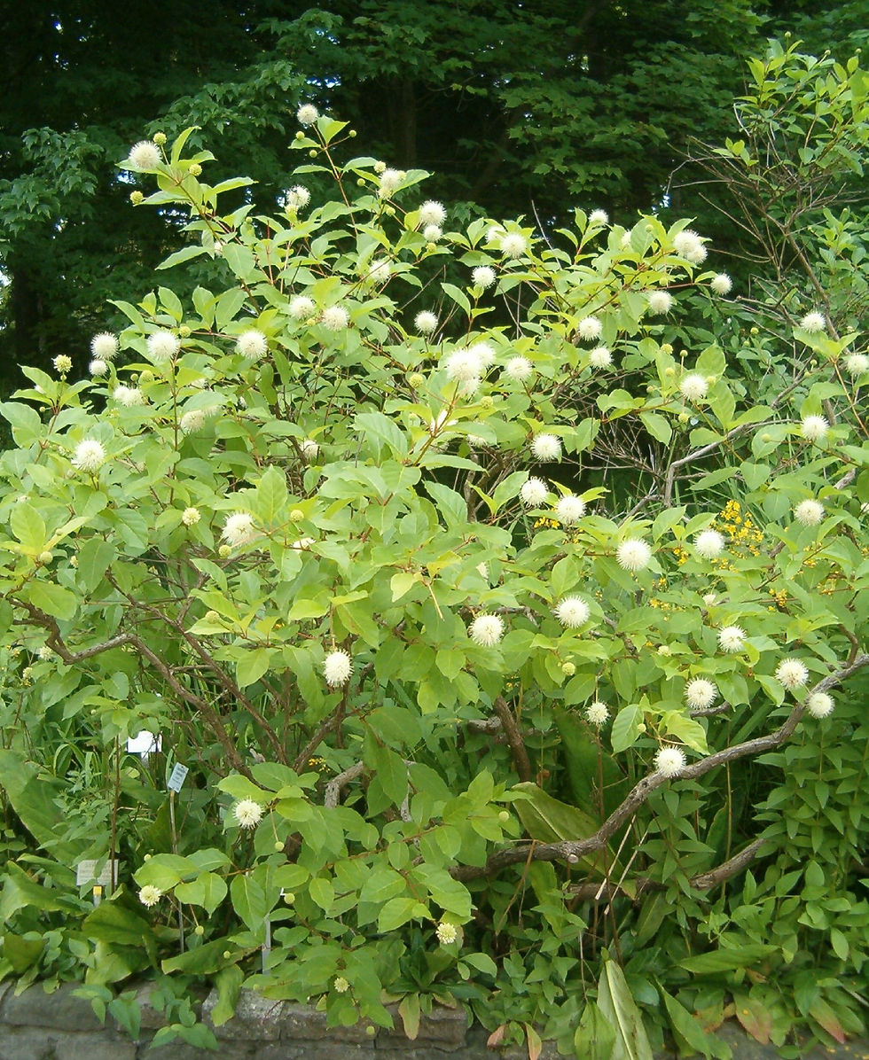 Thumbnail: Cephalanthus occidentalis (Common buttonbush)