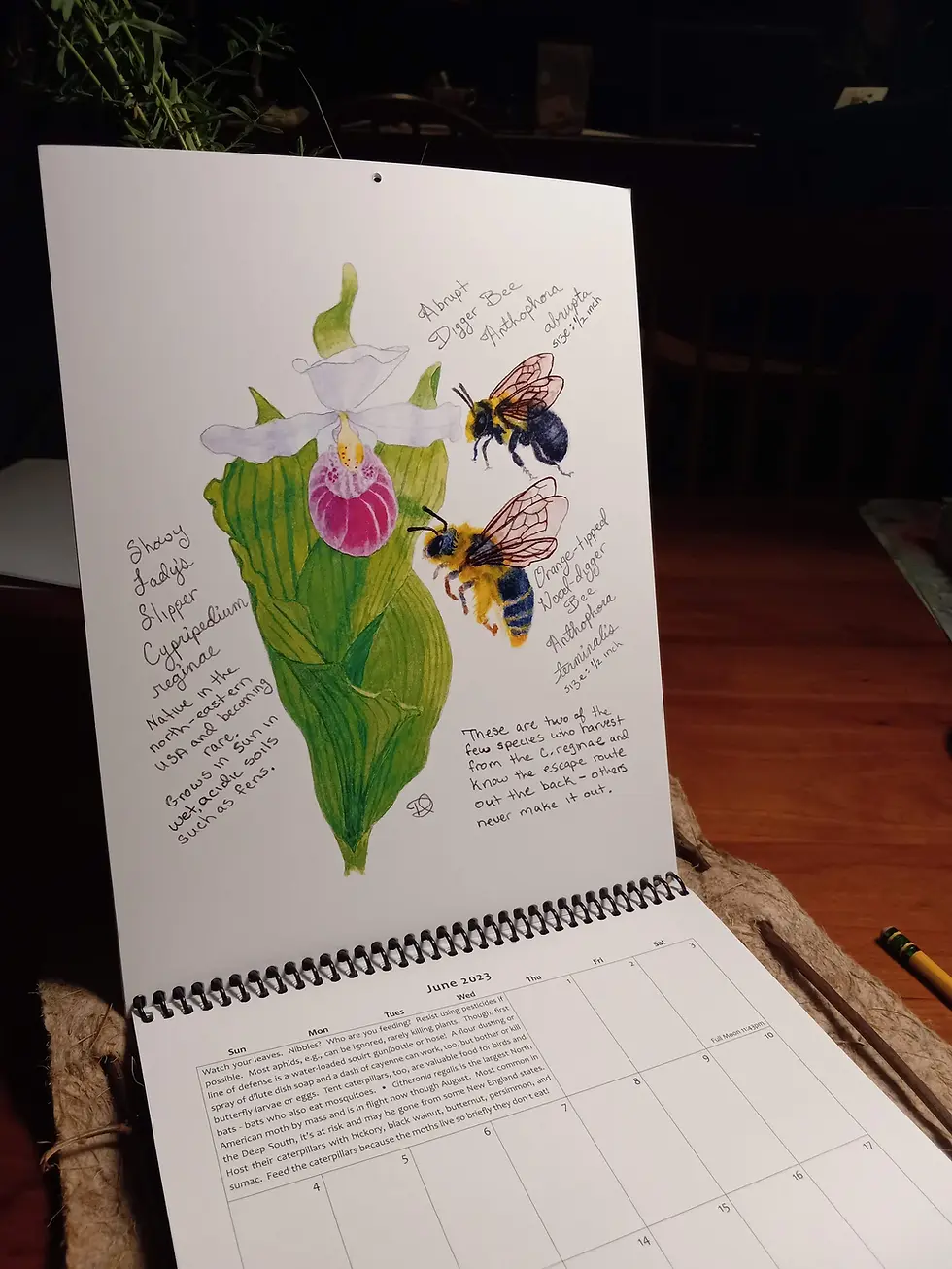 Thumbnail: 2024 Calendar: Native Plants & their Pollinators