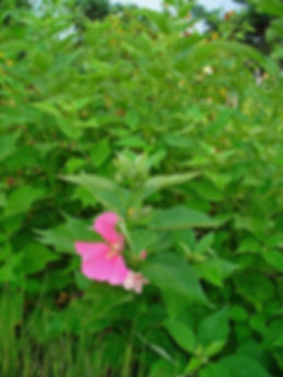 Hibiscus moscheutos (Eastern rose mallow)