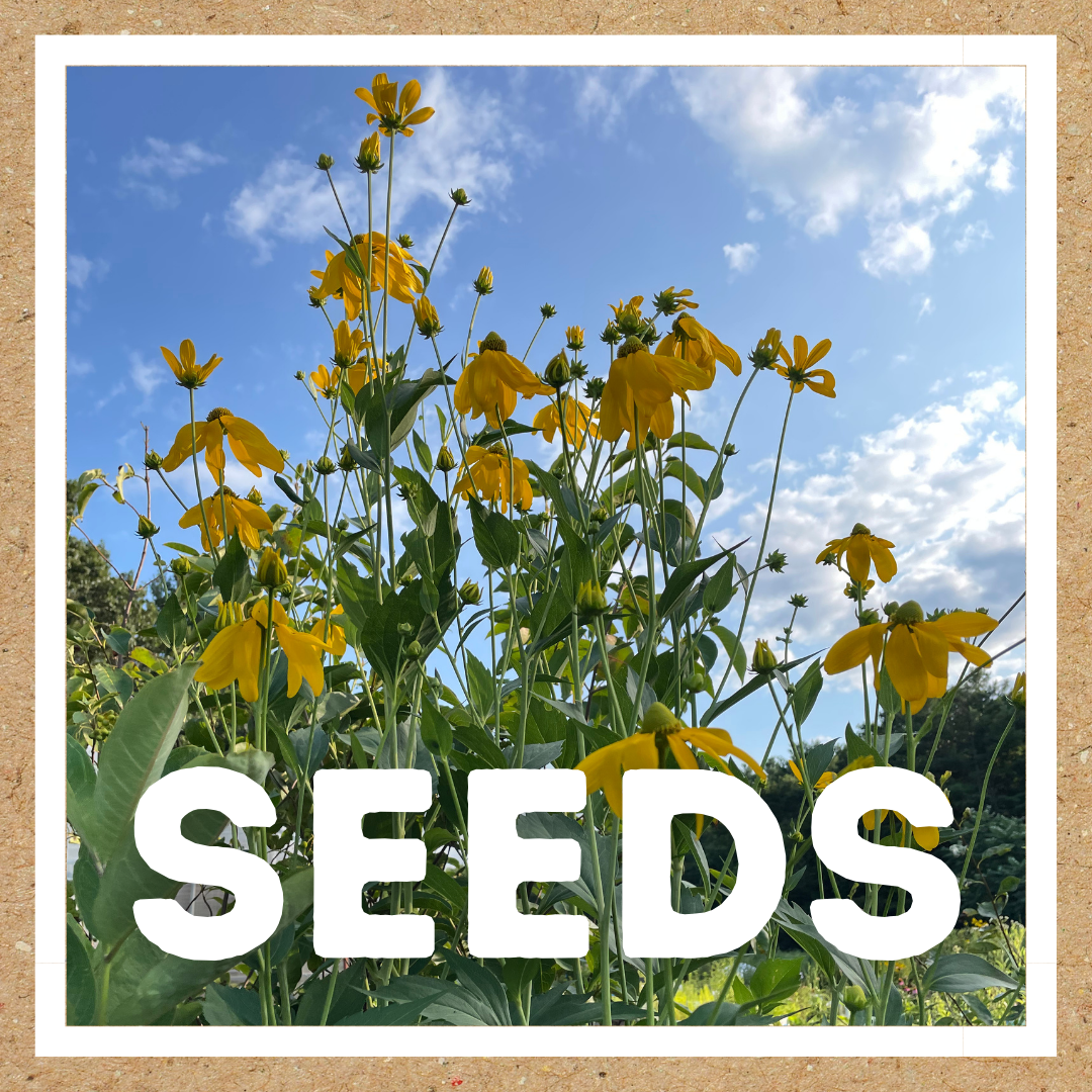 seeds: Rudbeckia laciniata (cutleaf coneflower)