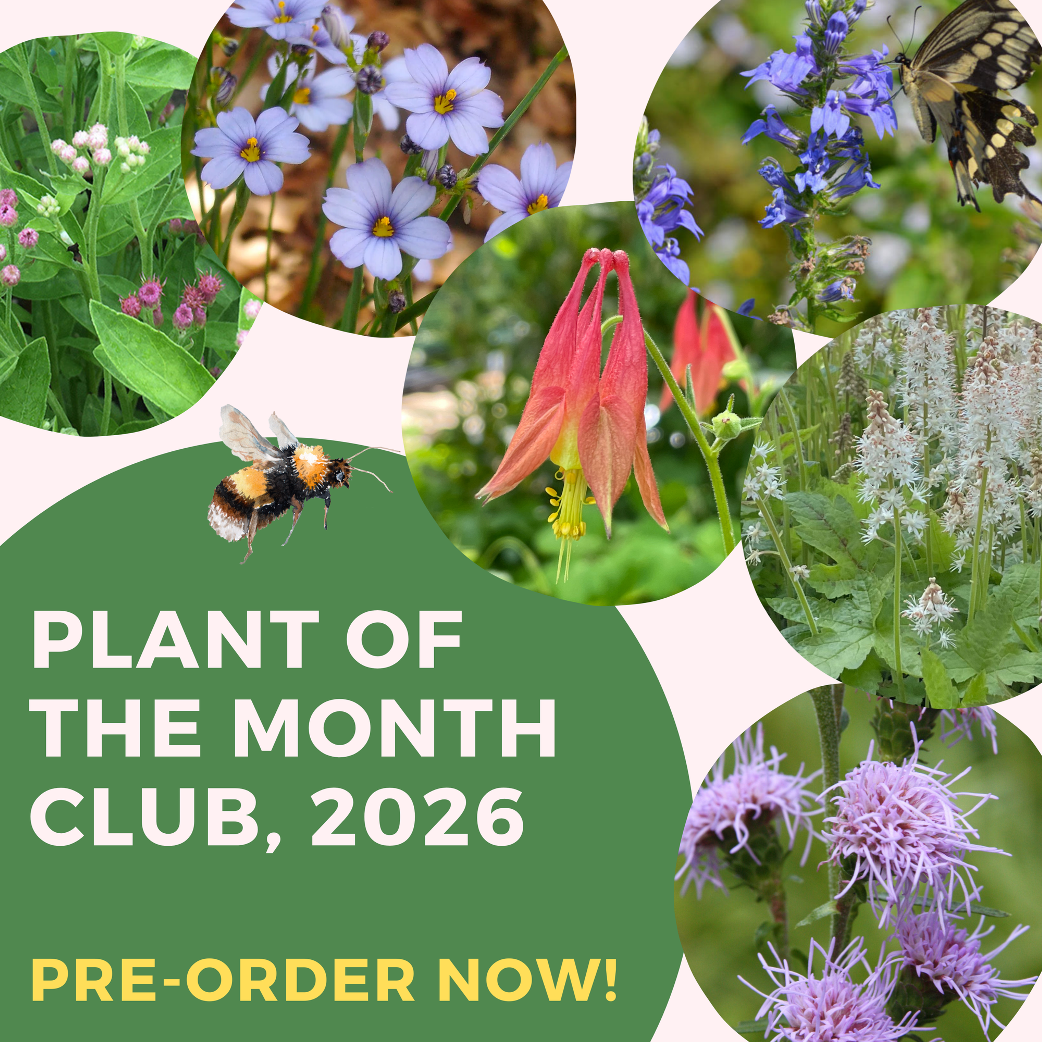 Plant of the Month Club (C.S.A.)