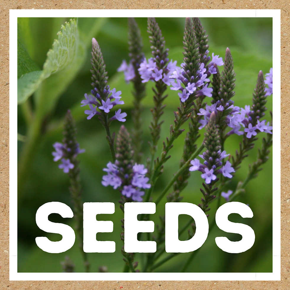 seeds: Verbena hastata (Blue vervain)
