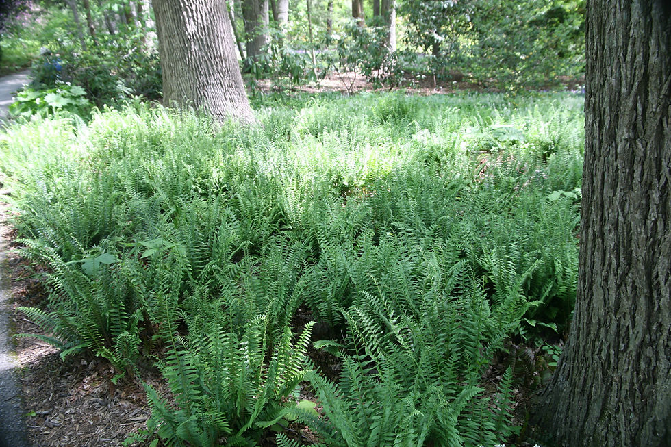 Thumbnail: Polystichum acrostichoides (Christmas fern)