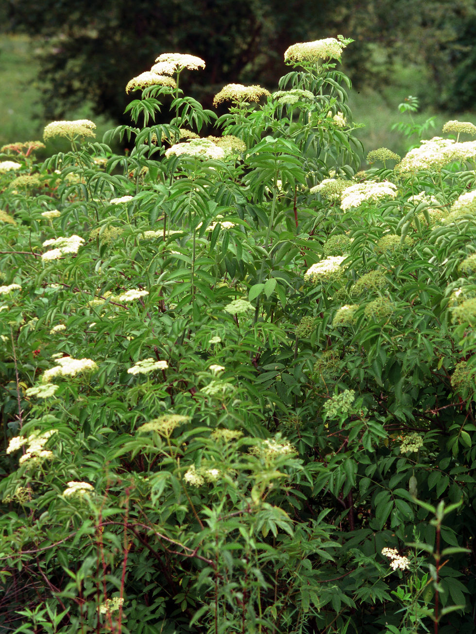Thumbnail: Sambucus nigra/canadensis (Black elderberry)